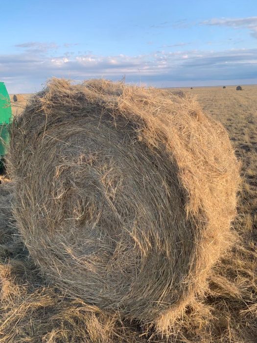 Сено 300 рулонов, хорошее качество
