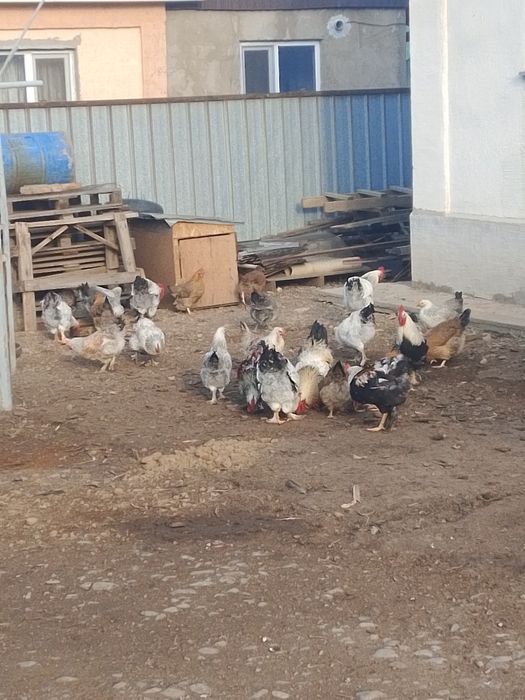 Ундик прадам 10000