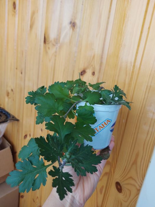 Комнатная хризантема