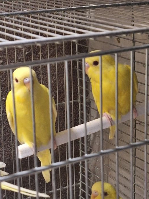 Papagali rosella, nimfe, peruși