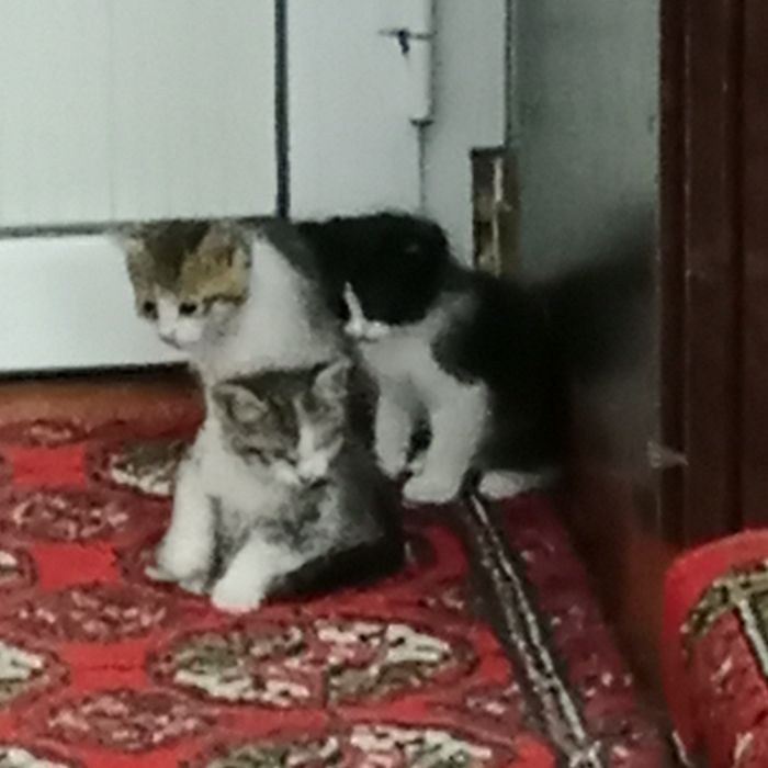 Mushuk bolalari hadya