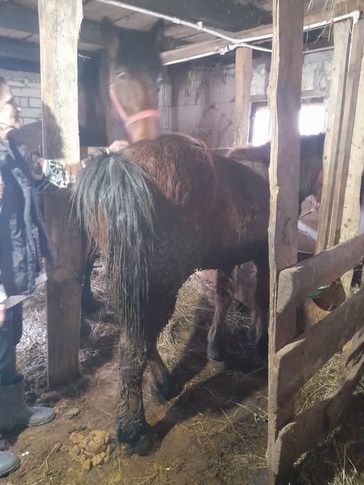 Mânza  si mânz de vânzare