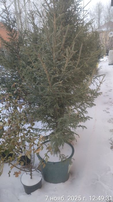 Живые Новогодние ёлки