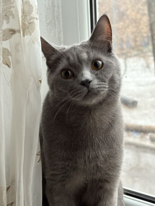 кот британец,1 год