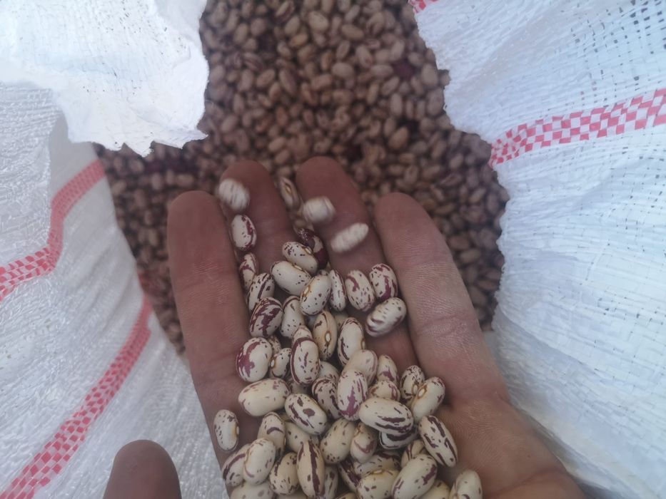 Vând miez jumătăți, mixt,semințe de dovleac,fasole