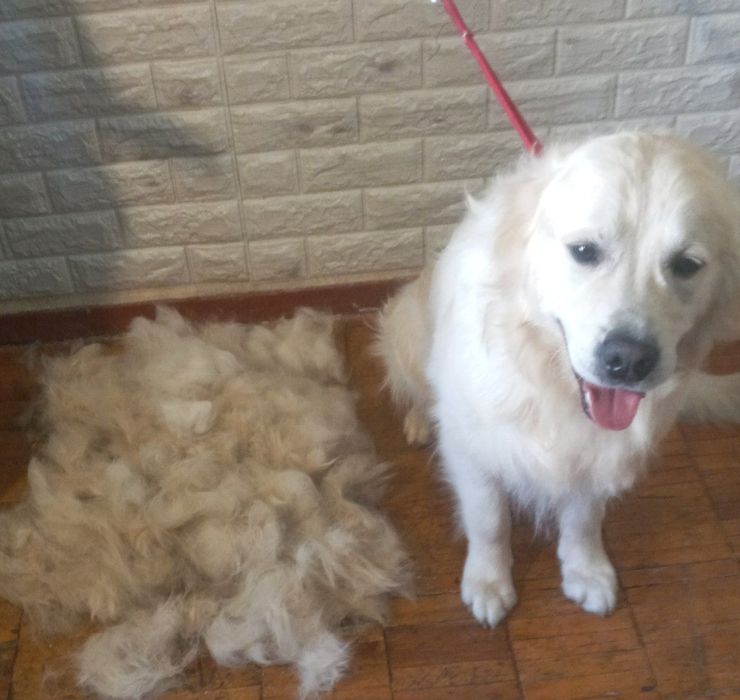 Груминг, стрижка кошек и собак