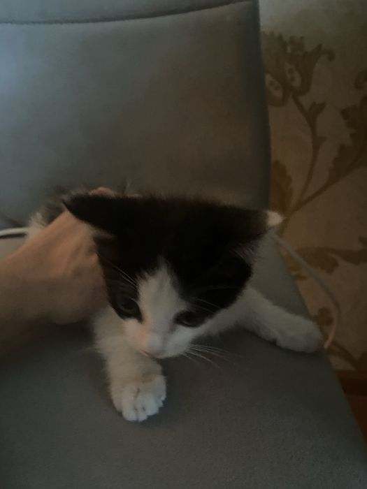 Котенок девочка