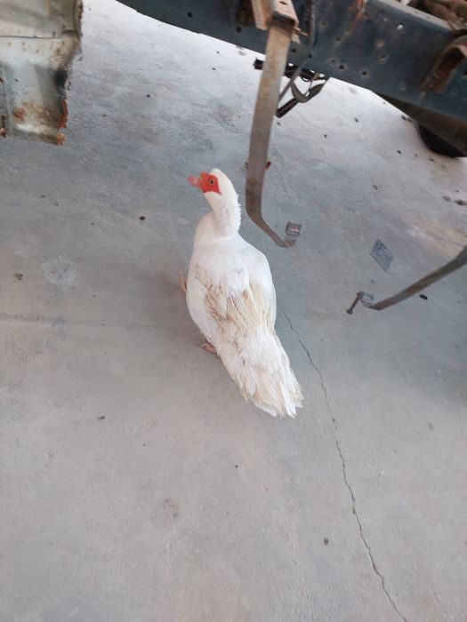 Indoutka bolalari bilan birga