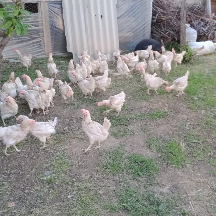 Тауктар тукымдап тур