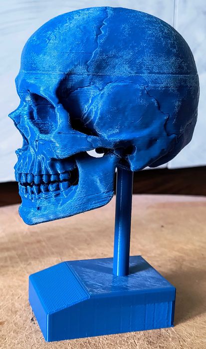 3D принтиран анатомичен череп – детайлен и стилен декор