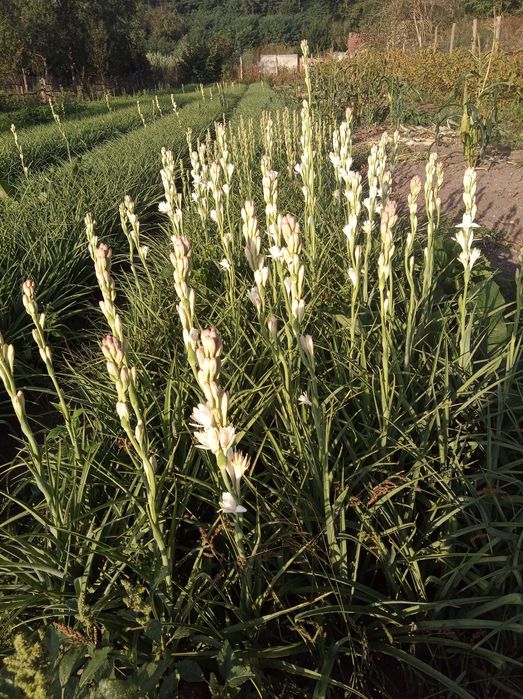 Pui de tuberoze selectate pentru plantat