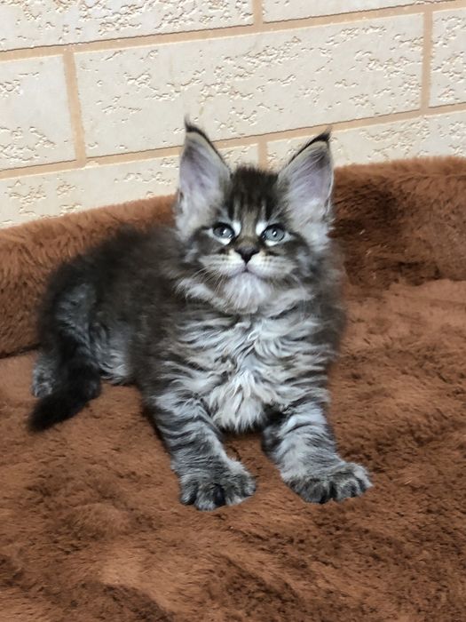 Продаются ! Мейн-Куны!