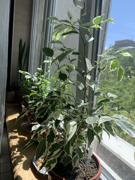 Продам пестрый Бенжамин , Пальму