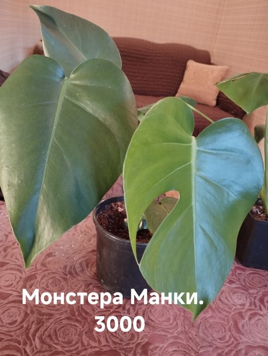 Продам Комнатные растения