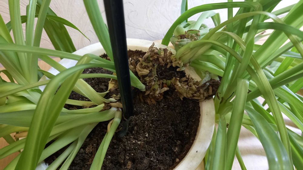 Хлорофитум продам