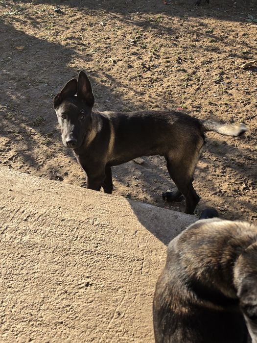 Ciobănesc belgian malinois