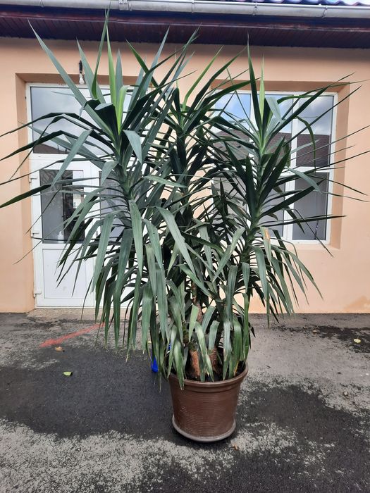 Vând Yucca imense.
