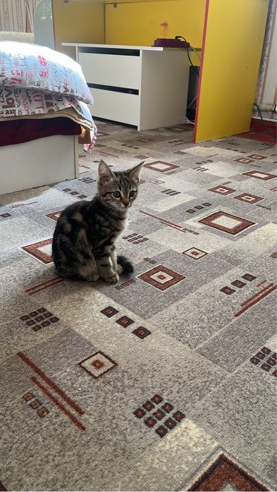 Продам котенка породестая девочка