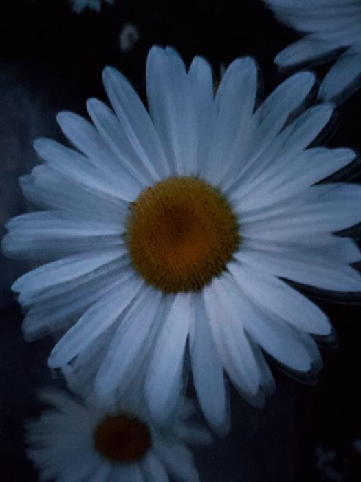 Ромашка саженцы.