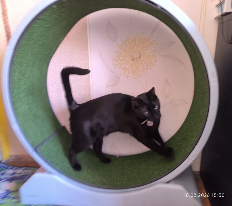 Бягаща пътека за котки