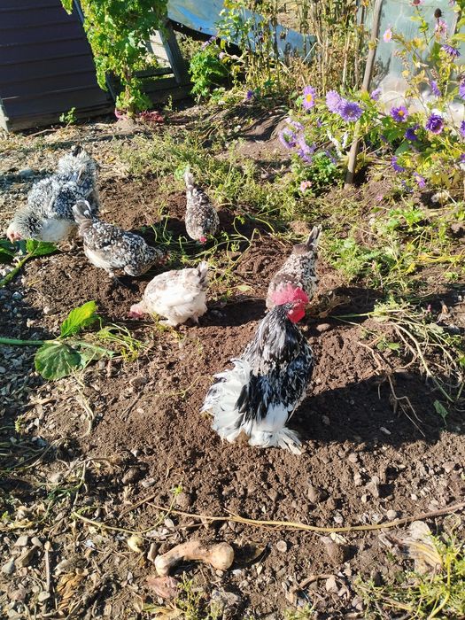 Disponibil un cocoș și 4 găinușe.