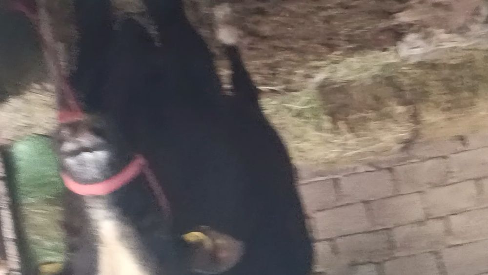 Zotdor buqa sotiladi 2 yosh