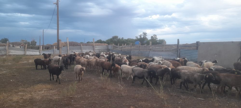 Продаются овцы бараны оптом или в розницу