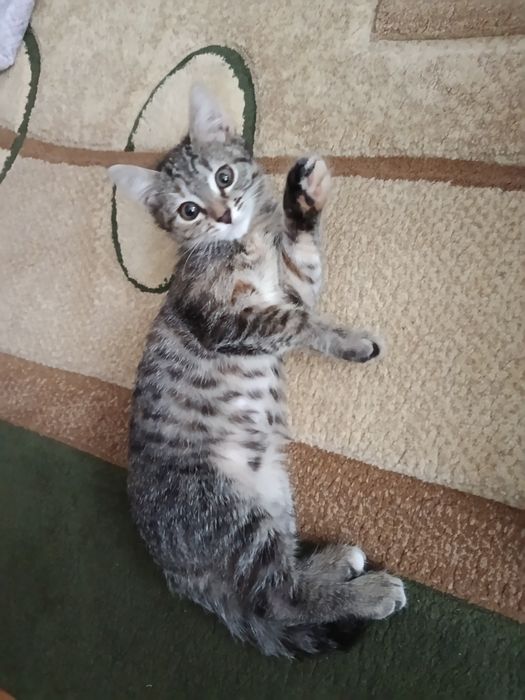 Отдам в добрые руки кошечку девочка