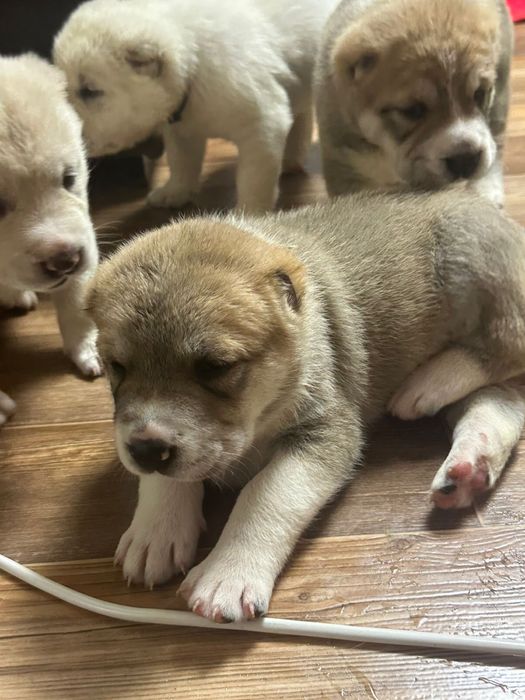 Щенки алабай с документами