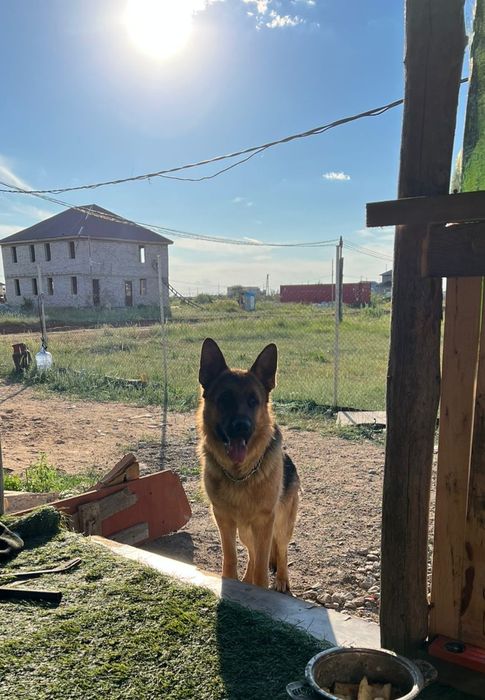 ВЯЗКА ВЯЗКА немецкая овчарка