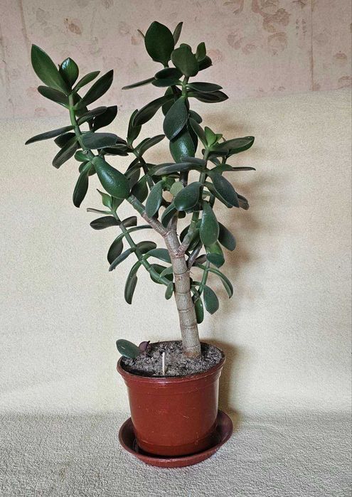 Толстянка. Денежное дерево.