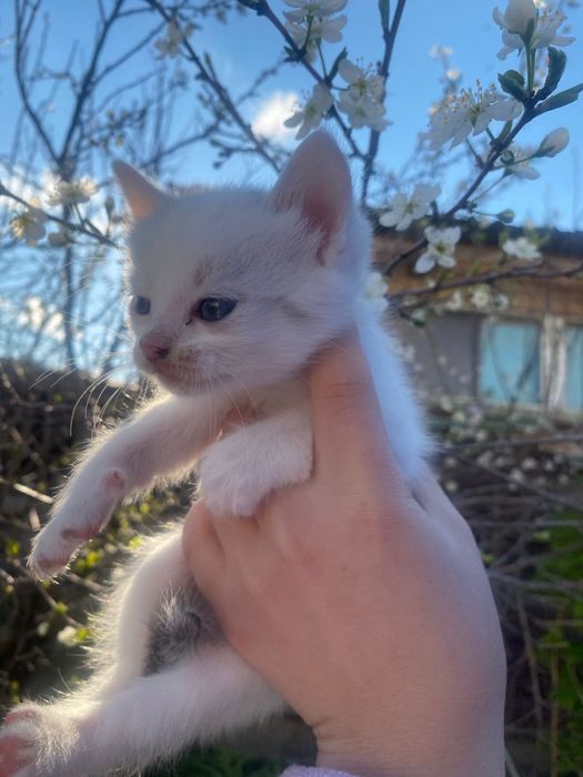 Котёнок-мальчик ищет свой дом!