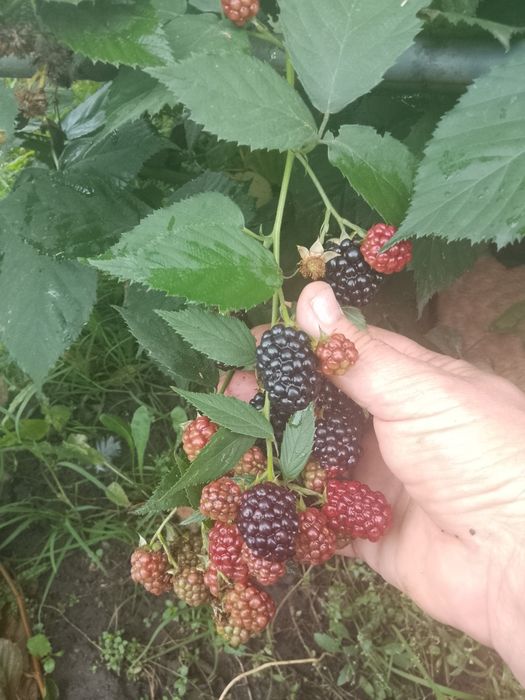 Продам сортовую Ежевику