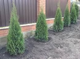 Продажа посадка Ели, Сосны,Туи