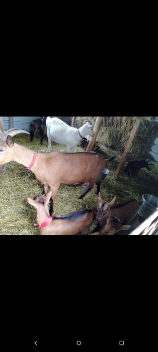 Vând capre rasa alpina franceza