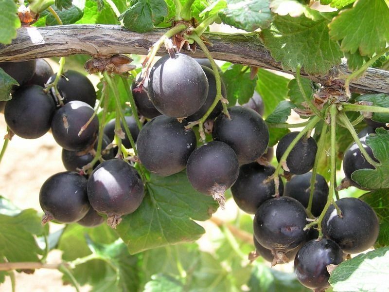 Vând arbust de josta