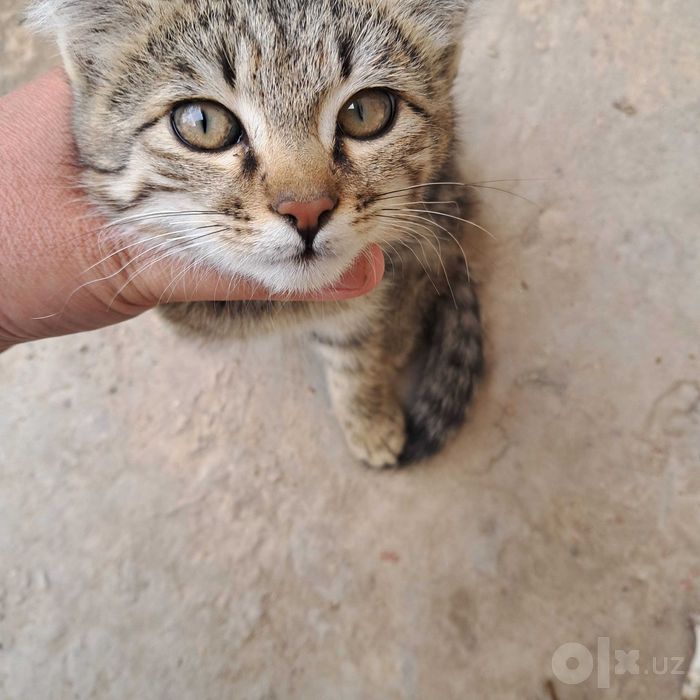 Котята отдается в добрые руки