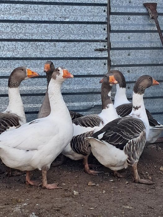 Продам домашних гусей