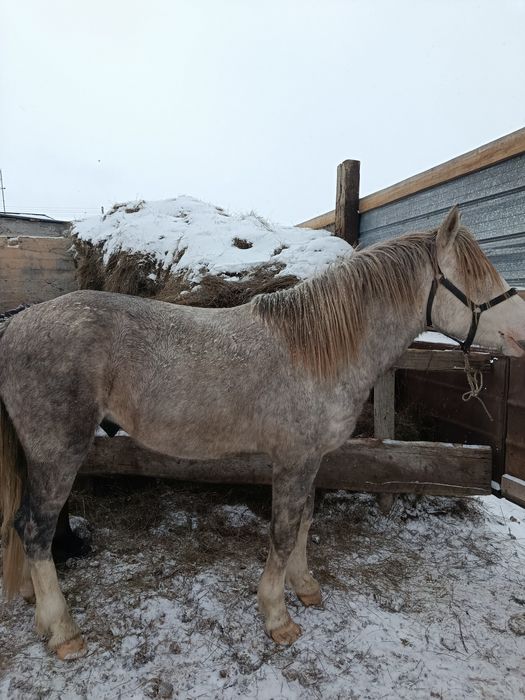 Айғыр сатылады! Жеребчик!