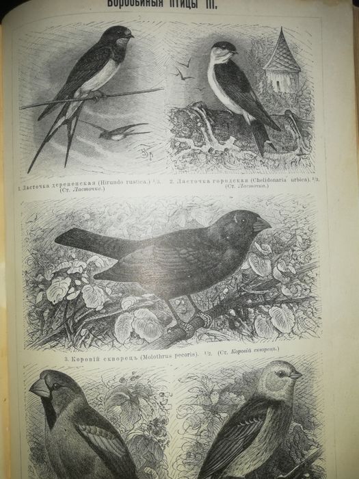 Южаков "Большая энциклопедия" т. 5.