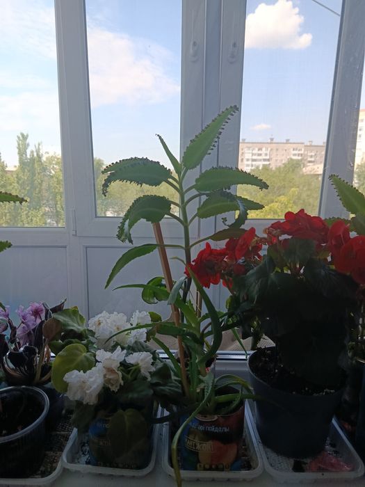 Продам КОЛАНХОЭ лечебное коланхое