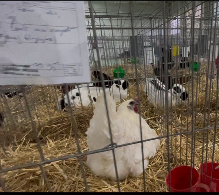 Oua incubat gaini La Bresse