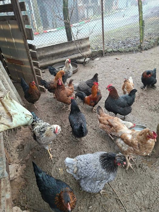 Продавам кокошки и петли