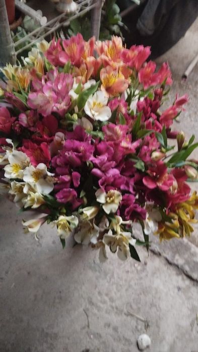 Цветы Альстромерия