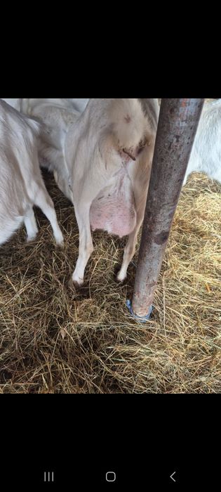 Vând capre sannen gestante