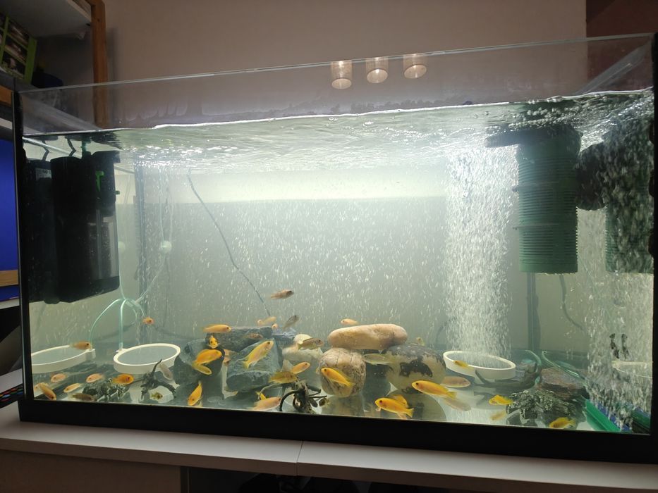 Cichlide Africane Malawi - Mbuna - Anchistrus - Pterygoplichthys Gibbi