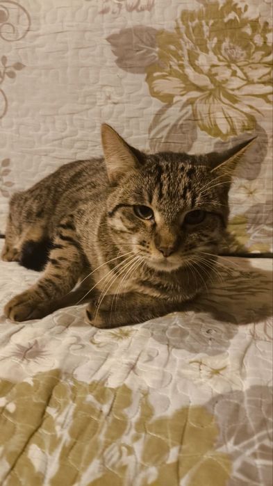 Отдам кошек и котов даром