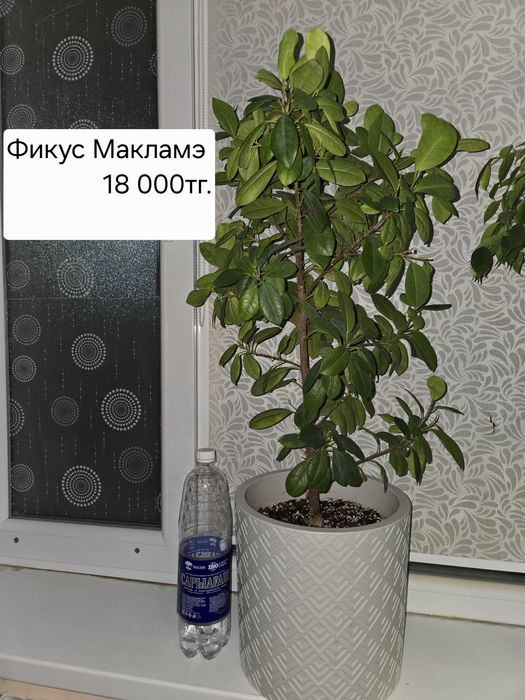 Комнатные ,здоровые цветы