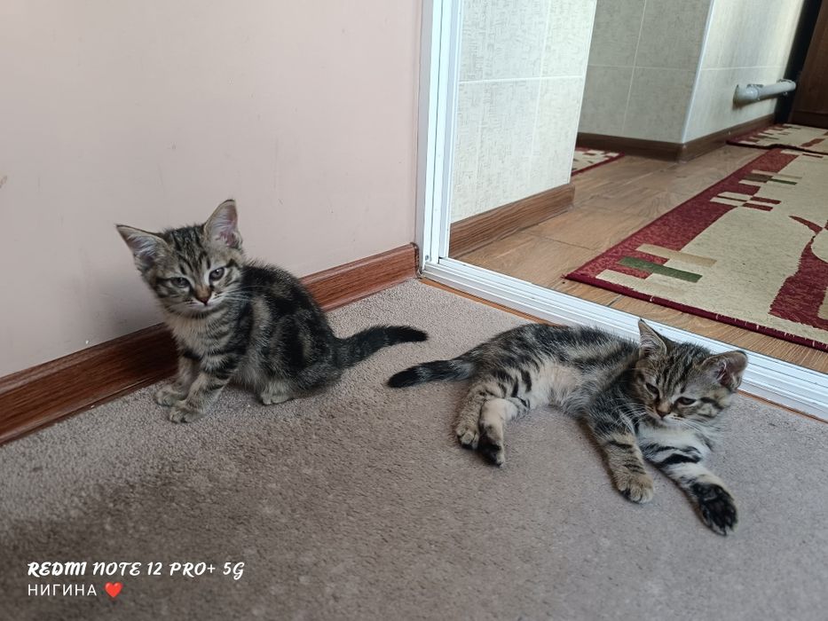 Продаются котята