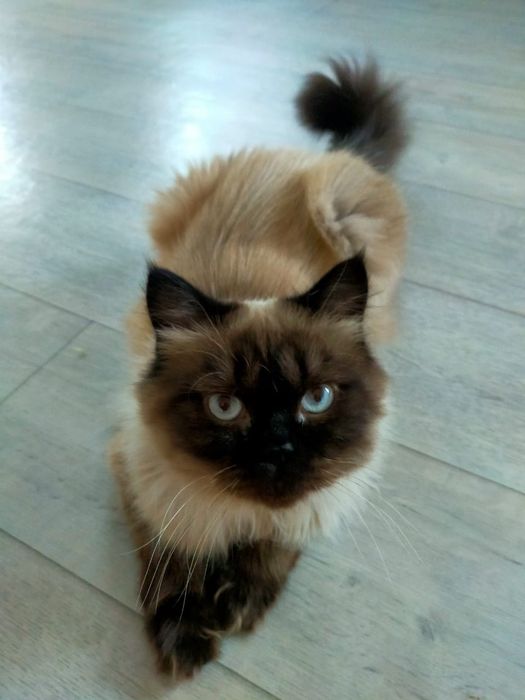 Продается породистый  кот